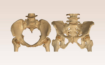 扫描骨盆骨臀部联合呈现图像入口出口视图