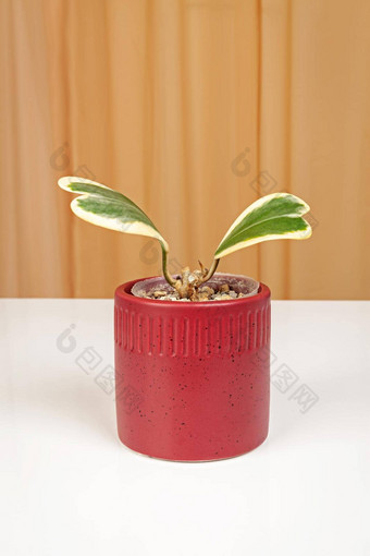 球兰克里组合成的心形状植物孤立的织物窗帘背景