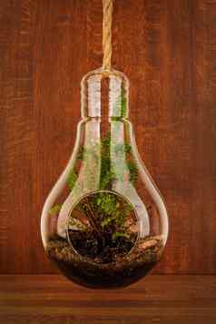 优雅的波士顿蕨类植物植物日益增长的玻璃挂种植木背景