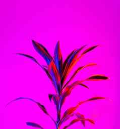 柠檬石灰龙血树属植物叶子黑暗品红色的背景