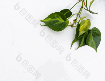 装饰室内植物喜林芋海德拉西姆扫描巴西孤立的白色背景