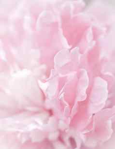 粉红色的牡丹花花瓣软焦点摘要花背景假期品牌设计