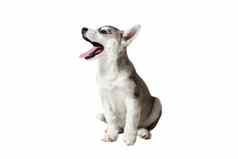 小狗西伯利亚沙哑的黑色的白色蓝色的眼睛白色背景