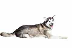 阿拉斯加雪橇犬坐着前面白色背景