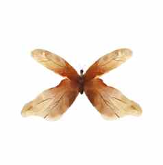 水彩棕色（的）蝴蝶蛾插图画孤立的白色背景