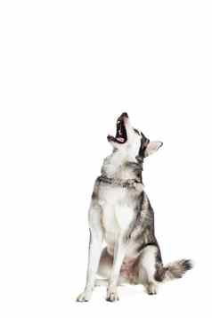 阿拉斯加雪橇犬坐着前面白色背景