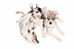 集团快乐西伯利亚沙哑的小狗白色背景