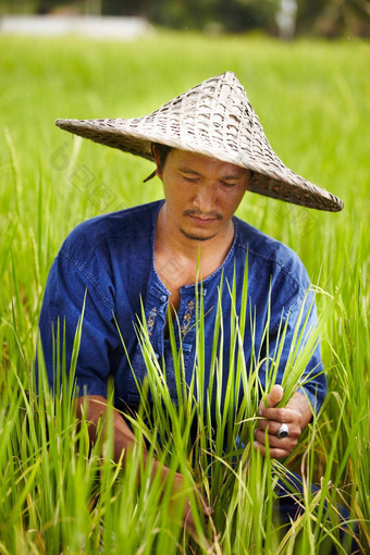 大米农民泰国收获大米穿传统他大米农民泰国收获大米穿传统的他