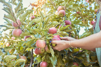 特写镜头女人达到选择新鲜的红色的苹果树可持续发展的果园农田阳光明媚的一天手农民收获<strong>多汁</strong>的有<strong>营养</strong>的有机水果季节吃
