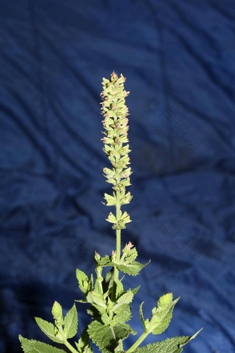 芳香花开花关闭植物背景高质量大大小打印鼠尾草普拉滕西斯家庭唇形科墙海报