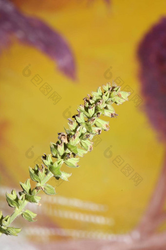 芳香花开花关闭植物背景高质量大大小打印鼠尾草普拉滕西斯家庭唇形科墙海报