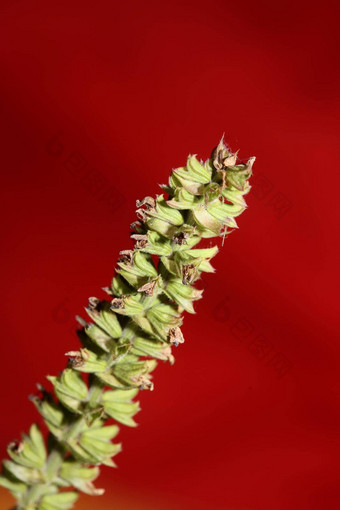 芳香花开花关闭植物背景高质量大大小打印鼠尾草普拉滕西斯家庭唇形科墙海报