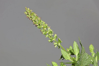 芳香花开花关闭植物背景高质量大大小打印鼠尾草普拉滕西斯家庭唇形科墙海报