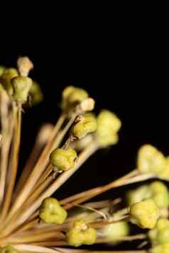 花开花关闭植物背景葱属植物nigrum家庭石蒜科高质量大大小打印