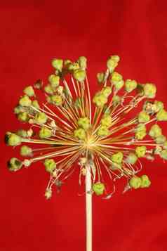 花开花关闭植物背景葱属植物nigrum家庭石蒜科高质量大大小打印