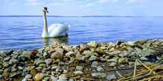 优雅的白色天鹅游泳湖美丽的天鹅单白色天鹅池塘水背景