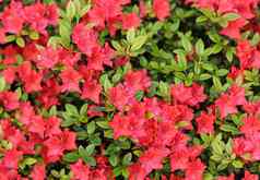 盛开的红色的杜鹃花花春天花园园艺概念