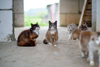 很多流浪猫混凝土地板上概念无家可归的人动物兽医护理