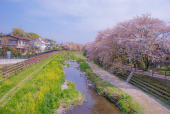 野川东京调布城市包装樱桃花朵