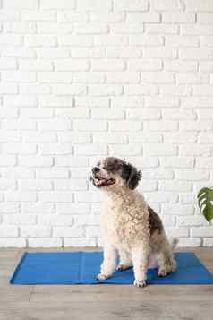可爱的混合品种狗坐着很酷的席白色砖墙背景