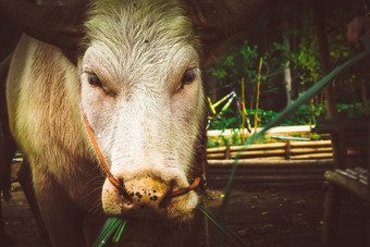 牛吃有区域摊位群白色牛吃有牛棚农场温暖的阳光农业行业农业概念