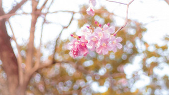 美丽的粉红色的春天开花花树分支软焦点模糊自然背景