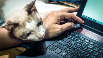 可爱的猫<strong>打瞌睡</strong>男人的手毛茸茸的宠物拥抱老板工作自由工作男人。电脑键盘工作猫概念