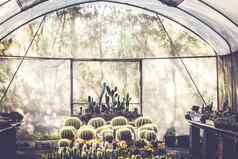 美丽的仙人掌室内植物托儿所摘要绿色房子室内背景