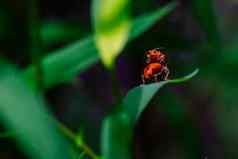 小蚂蚁橙色昆虫情人蚂蚁的关系概念的想法爱友谊关闭摄影