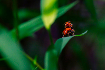 小蚂蚁橙色昆虫情人蚂蚁的关系概念的想法爱友谊关闭摄影