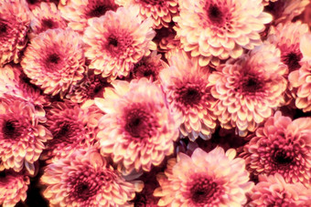 明亮的粉红色的花背景情人节一天象征浪漫的爱