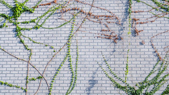攀爬墙艾薇白色背景绿色艾薇爬虫墙攀爬植物挂花园装饰艾薇葡萄树