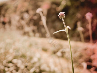 野生草花古董背景花自然美丽的<strong>爽肤水</strong>设计春天自然太阳植物