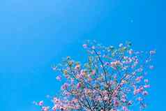 分支机构樱桃花朵樱桃蓝色的天空全景照片复制空间