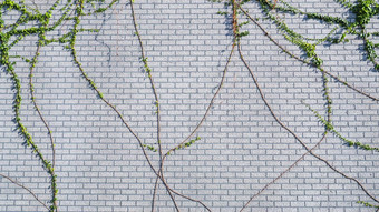 攀爬墙艾薇白色背景绿色艾薇爬虫墙攀爬植物挂花园装饰艾薇葡萄树