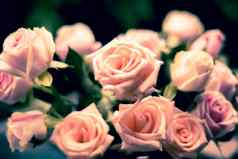 珊瑚玫瑰玫瑰花束粉红色的玫瑰背景情人节婚礼的想法浪漫的概念背景