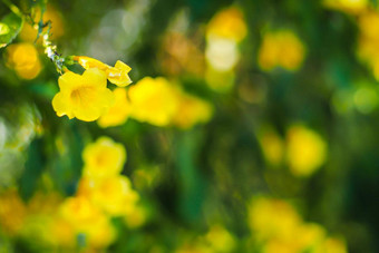 叶子黄色的开花花夏天植物插图作文黄色的花<strong>野生草本</strong>植物