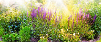 视图充满活力的紫色的毛地黄花开花日益增长的远程场首页花园集团精致的新鲜的夏天植物盛开的自然色彩鲜艳的花女士手套