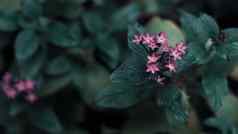 自然最小的概念绿色叶子背景小紫罗兰色的花