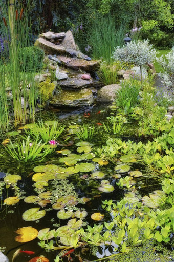 礼来公司垫水植物已经美美的日益增长的锦 鲤鱼日本池塘首页后院视图宁静的平静宁静湖功能覆盖新鲜的绿色植物区系花园