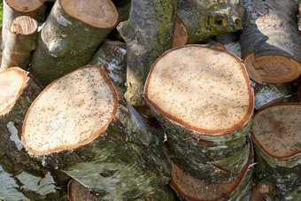 桩切碎树日志在户外夏天一天森林特写镜头棕色（的）木纹理背景锯邮票柴火贮木场收集干木材减少硬木冬天