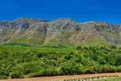 山范围郁郁葱葱的绿色植物耕种农田葡萄园南非斯泰伦博斯南非洲充满活力的绿色自然场景灌木惊人的明亮的蓝色的天空农村绿色景观
