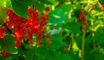成熟的红色的醋栗浆果分支花园红色的醋栗醋栗普通的花园醋栗肋骨石