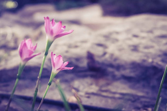 粉红色的中将开大花的美丽的自然背景花开花石头背景