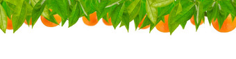 橘子叶子安排行白色背景普通话树叶子橘子标签印刷设计