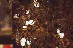 光灯泡装饰聚会，派对摘要圣诞节树金利格
