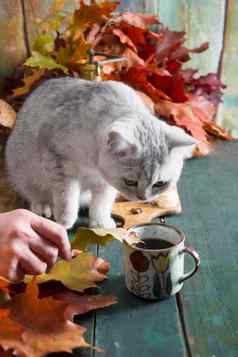 好奇的小猫坐在表格香蕉馅饼明亮的秋天叶子