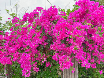 令人惊异的装饰前面房子叶子花属花布什景观粉红色的<strong>花格</strong>子布鲁姆充满活力的粉红色的一天