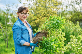 美丽的中间岁的女人扎根夹竹桃圆锥花植物相机