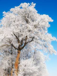 低角视图雪覆盖树孤立的蓝色的天空一天视图冰封顶磨砂树分支机构冷冬天全球气候变暖气候改变冻季节自然